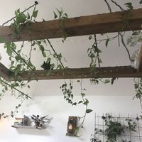   at Harp & Crown in Corsham