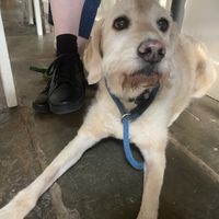 Our dog enjoyed being there    at Harp & Crown in Corsham