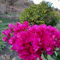 Buganville at Finca Pereila in Coin