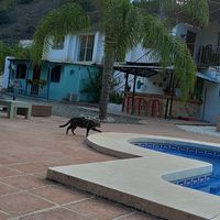 Hello kitty! at Finca Pereila in Coin