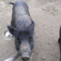  at Finca Pereila in Coin