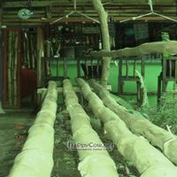 we love bamboo ! at Bushbar in Kingstown