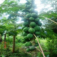 papaya tree outside bar, food growing all around. at Bushbar in Kingstown