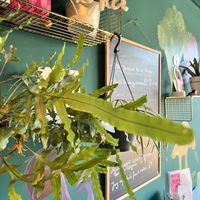   at Plant N Vibe – Street Food by Plant N Plate in Birmingham