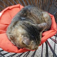  at Corazon Contento PDC in Playa Del Carmen