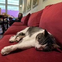 Chase, the cat. Lazy and friendly. at Vegitalian - Schoutenstraat in Utrecht