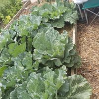  at Winter Park Biscuit Company in Orlando