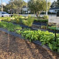 community garden  at Winter Park Biscuit Company in Orlando