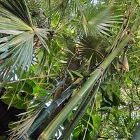  at Botanica Garden Cafe in Tulum