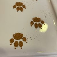   at Gato Café in Rio De Janeiro