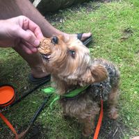 I had to take this picture quick as Chewy didn't need any convincing to eat her Vegan Skull treat! :) at The Rainbow Skull in Maidstone