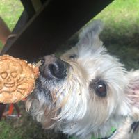 We were touched that our host brought our dog family homemade and speciesism-free treats for dog individuals :) at The Rainbow Skull in Maidstone