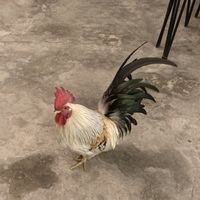   at GoGreen Vegetarian Restaurant in Phnom Penh