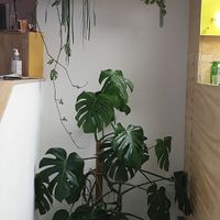 Greenery at KAWA in Dresden