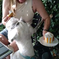  at Green Island Bistro in Rhuddlan