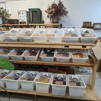 Bulk foods area at GROW in Anglesea