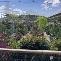 View of nursery next door from our table  at Sarah's Sisters in Semaphore