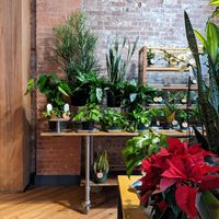 Plants for sale at Le Petit Monstre in Brooklyn