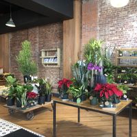 Plants and veggies at Le Petit Monstre in Brooklyn