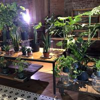 Plants   at Le Petit Monstre in Brooklyn