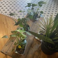 Cute inside   at Le Petit Monstre in Brooklyn