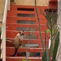 Max the cat at Layla Restaurant Plants & Mushrooms in Puerto Morelos