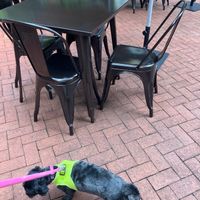  at Dalia's Falafel in Kensington