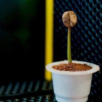 Cápsulas para levar para casa at Adesso Cafe in Itupeva