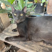  at Veggie Veggie in Puerto Morelos