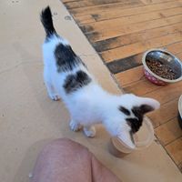  at Nine Lives Cat Café in Indianapolis