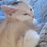  at Nine Lives Cat Café in Indianapolis