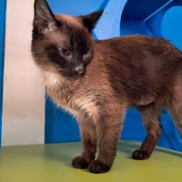  at Nine Lives Cat Café in Indianapolis