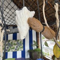 🐚 🐚🐚  at Coral Restaurante in Cozumel