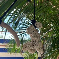 🪸   at Coral Restaurante in Cozumel