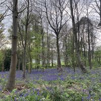 Bluebells (late April)   at Planted Coffee Co - Food Trailer in Hertford
