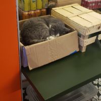 There is a cat also at Junk Vegan in Ankara