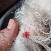  at The Dog & Bell in South East London