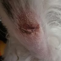  at The Dog & Bell in South East London