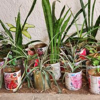  at Vegan Style in Cancun