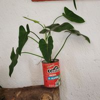  at Vegan Style in Cancun