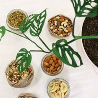 Waste free shopping. BYO jars and containers to refill  at Pantree in Narellan