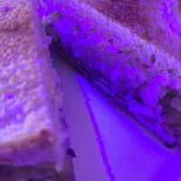 Ruben, sub with Sour Dough at Fatty Vegan in Ventura