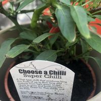   at SITE x supernature in East London