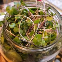Raw vegan salad at Zdravo Ljubavi in Belgrade