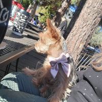 Oat latte , dog friendly seating :) at Mama's Egg House in Idyllwild