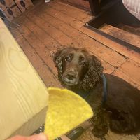I assume people want dog pics too cause, look at that little face.  at Green Routes Cafe in Oxford