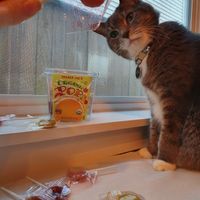 Pops at Trader Joe's - NW Glisan in Portland