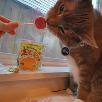 Pops  at Trader Joe's - NW Glisan in Portland