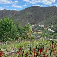 Everything grows naturally  at Eco-Finca de Karin in Tenerife