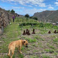 Luna the dog at Eco-Finca de Karin in Tenerife